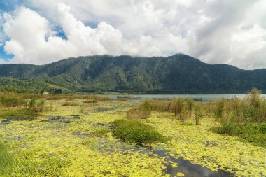Danau Beratan Gölü ve Blooming Lotus, Bali Simgeleri, Endonezya