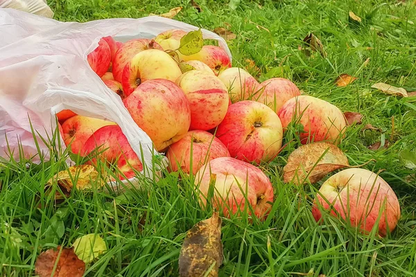 Свежие яблоки Штрифель - лучшие витамины осеннего урожая, Тверская область, Россия — стоковое фото