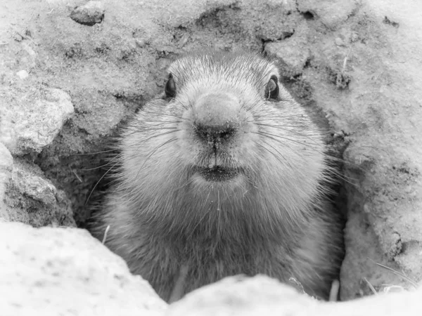 Spring marmot close-up, Baikonur, Kazakhstan — Stock Photo, Image