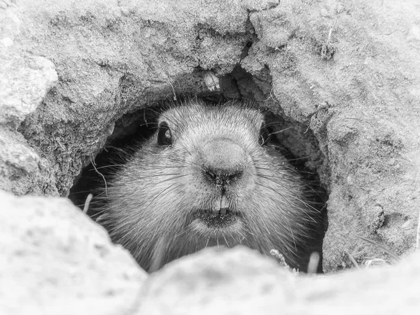 Curious groundhog - spring omen, Baikonur, Kazakhstan — Stock Photo, Image