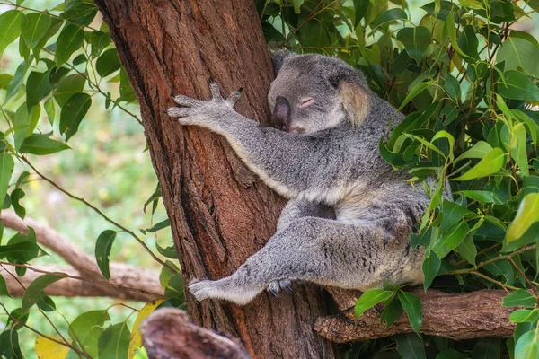 Uyuyan Koala - Yağmur Ormanları 'nın bir simgesi, Kuranda, Queensland, Avustralya