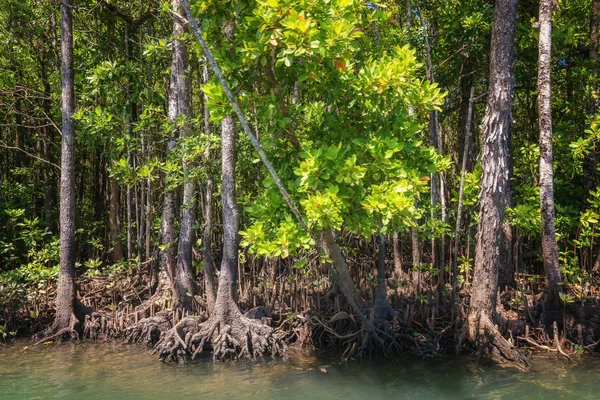 Daintree Ulusal Parkı 'ndaki Mangrovlar, Queensland, Avustralya