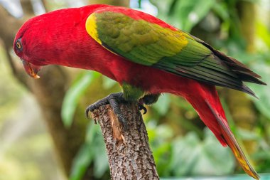 Birdworld, Kuranda, Queensland, Avustralya 'da gökkuşağı lori