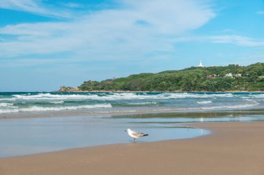Sahilde yalnız martı sörf yaparken Cape Byron 'daki uzak deniz fenerinin arka planına karşı.