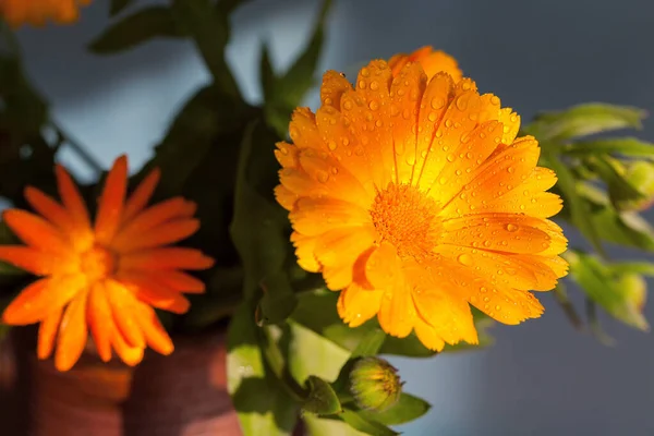 Bulanık arka plandaki yaprakların üzerine çiğ damlaları damlayan bir güneş ışığındaki portakal çiçeği.