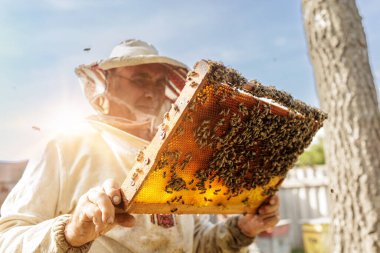 Apiarist parlak arka planda tam bir kuluçka çerçevesini inceliyor, tozlaşma, yerel gıda ve sürdürülebilir tarım hikayeleri için mükemmel..