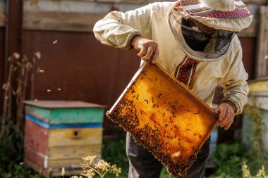 Apiarist kırsal bir kovandaki arılarla dolu bir kuluçka iskeletini inceliyor, çiftçilik, tozlaşma ve sürdürülebilir yerel gıda hakkında hikayeler için ideal..