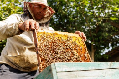 Eller, bal üretimi, tozlaşma ve sürdürülebilir çiftçilik ile ilgili hikayeler için ideal bir arı kovanından yoğun bir kuluçka çerçevesini kaldırıyor..