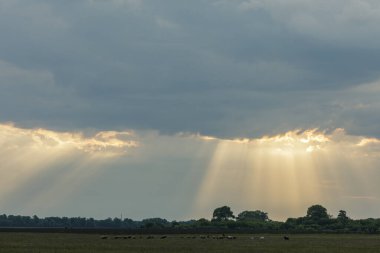 Dramatik güneş ışınları bulutları, sakin bir kırsal tarım ve kırsal alanı aşarken sürü açık çayırlarda otluyor..