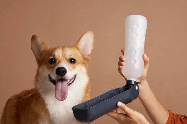 Elle tutulan bir su şişesi ve katlanan bir kâse ile mutlu Corgi, hareket halindeki evcil hayvan suyu, yaz güvenliği ve nötr bir stüdyonun arka planında seyahat bakımını gösteriyor..