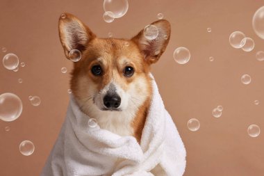 Corgi, bir stüdyo sahnesinde sabun köpükleriyle sarılı bir havluya sarılmış, evcil hayvan tımarını, temizliğini, sağlığını ve reklam için fotokopi alanını betimliyor..