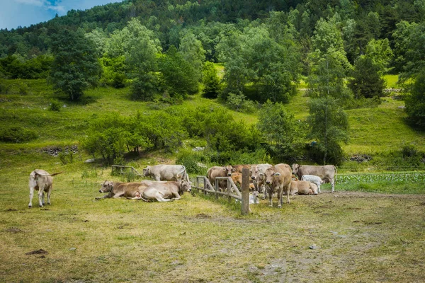 Foto Vacas Selvagens Andorra — Fotografia de Stock