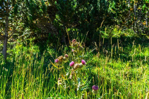 Vall Nuria Pyrenéerna Spanien — Stockfoto