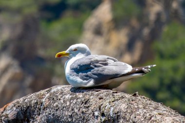 Martı, Santa Clotilde Bahçeleri Lloret de mar, Catalonia.