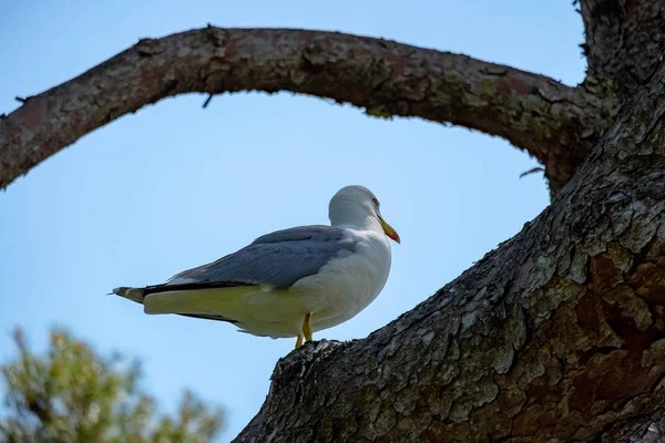 Seagull Santa Clotilde Gardens Lloret Mar Catalonia — Stock Photo, Image