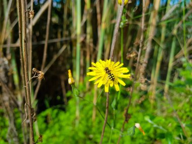 Sarı çiçek arıya