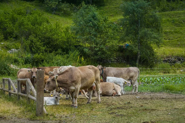 Wild Cows Andorra — Stock Photo, Image