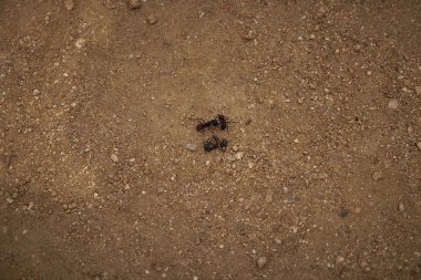 Blanes, Katalonya 'daki Marimurtra Botanik Bahçesinde Karınca.