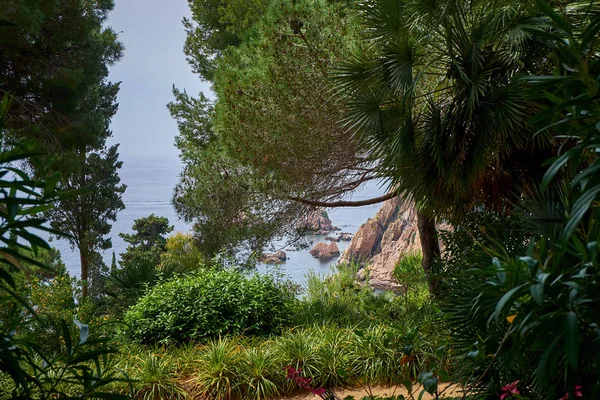 Ботанический Сад Маримуртры Бланесе Каталония — стоковое фото