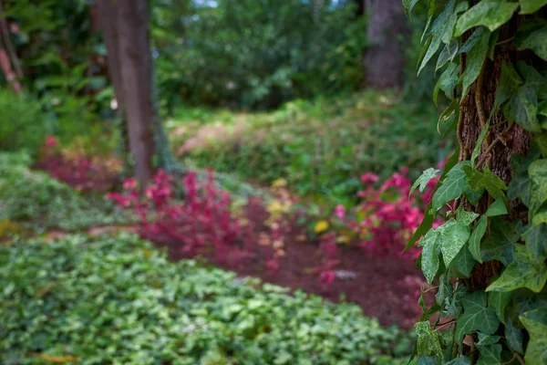 Ogród Botaniczny Marimurtra Blanes Katalonia — Zdjęcie stockowe