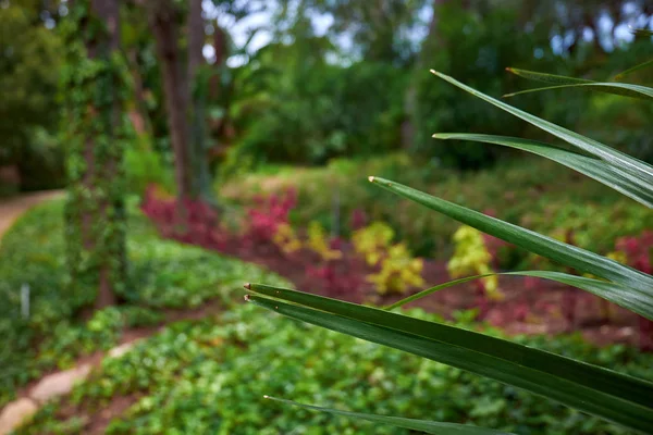 加泰罗尼亚Blanes的Marimurtra植物园 — 图库照片