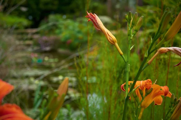 Lilium Bulbiferum Ботанический Сад Маримуртра Блансе Каталония — стоковое фото