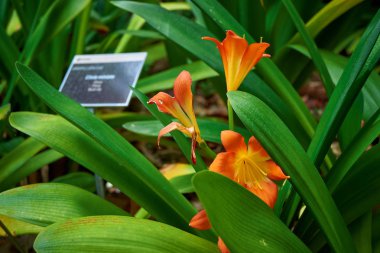 Lilium bulbiferum, Marimurtra Botanik Bahçesi Blanes, Katalonya.