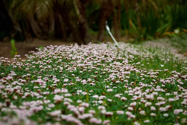 Marimurtra Botanisk Trädgård Blanes Katalonien — Stockfoto