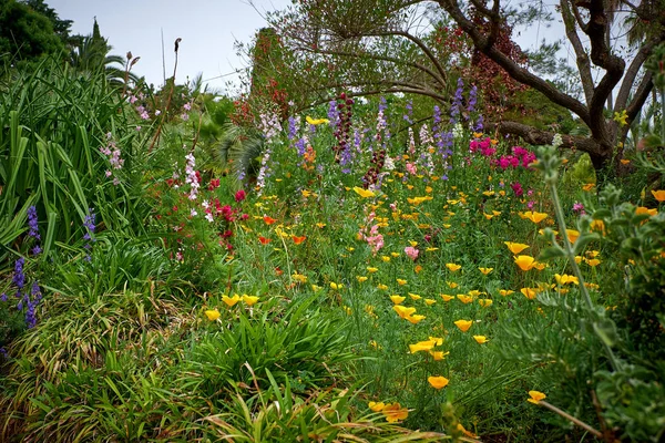 Marimurtra Botanisk Trädgård Blanes Katalonien — Stockfoto