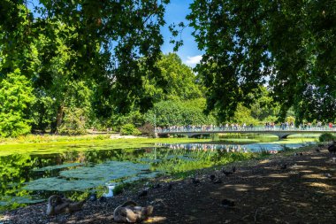 Londra, İngiltere 'deki St. James Park' ta ördek.