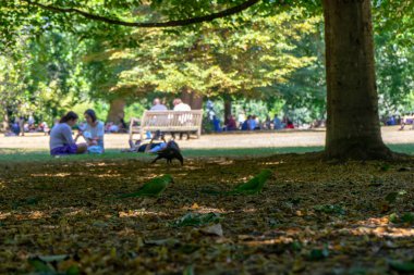 Londra, İngiltere 'deki St. James Parkı.
