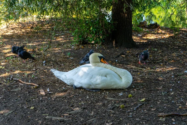 Londra Ngiltere Deki James Park Ördek — Stok fotoğraf