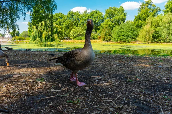 Duck James Park Londonban Egyesült Királyság — Stock Fotó