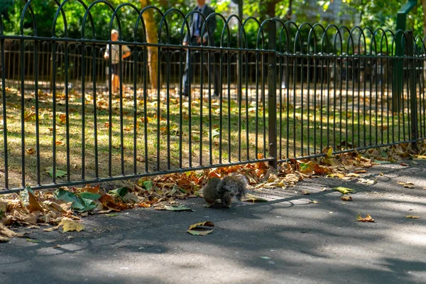 Écureuil Sur James Park Londres Royaume Uni — Photo