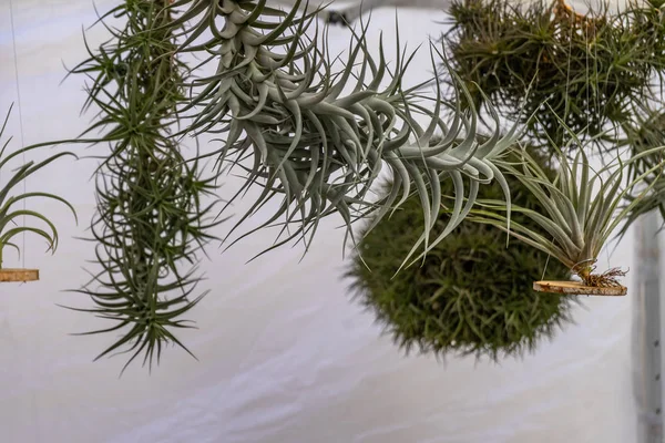 Fira de la Candelera Fuarı Molins de Rei, Katalonya, İspanya