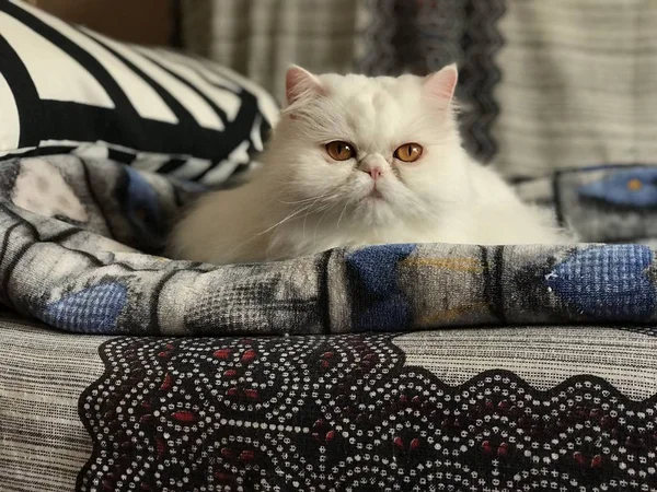 Pelo largo de pedigrí de gato persa blanco — Foto de Stock