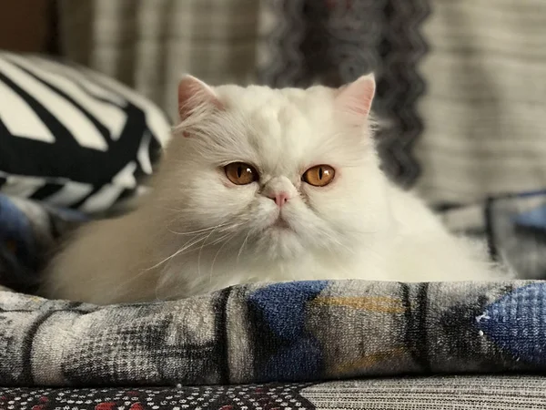 Pelo largo de pedigrí de gato persa blanco — Foto de Stock