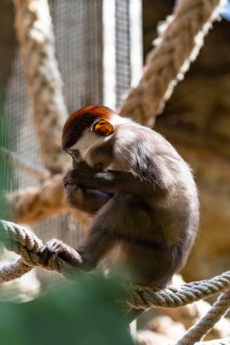 Barcelona Hayvanat Bahçesinde Kırmızı Başlıklı Mangabey (Cercocebus torquatus)