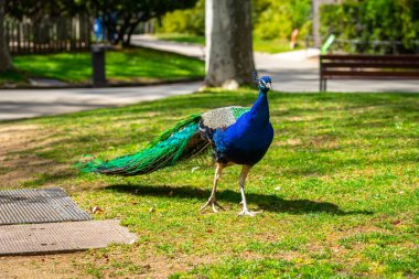 Barselona Hayvanat Bahçesi 'nde Hint Peafbaykuşu (Pavo kriterleri)