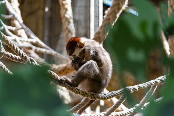 Red Capped Mangabey (Cercocebus torquatus) In Barcelona Zoo — Stock Photo, Image