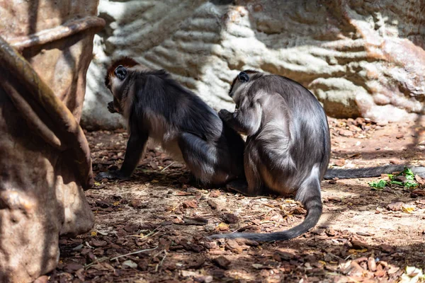 Red Capped Mangabey (Cercocebus torquatus) En el Zoológico de Barcelona —  Fotos de Stock