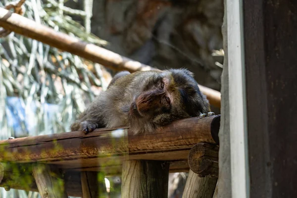 Macaco-bárbaro (Macaca sylvanus) no Zoológico de Barcelona — Fotografia de Stock