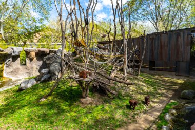 Barcelona Hayvanat Bahçesi 'nde Bornean Orangutan (Pongo pygmaeus)