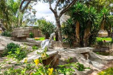 Barselona hayvanat bahçesinde Dalmaçyalı pelikan (Pelecanus crispus)