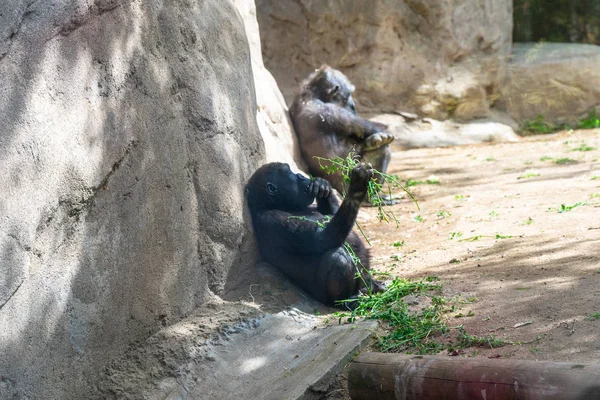 Western Lowland Gorilla στο ζωολογικό κήπο της Βαρκελώνης — Φωτογραφία Αρχείου