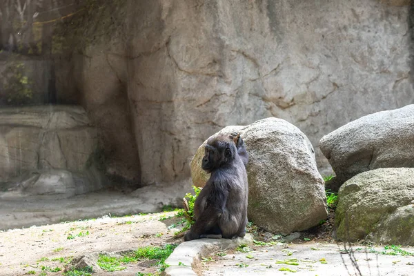 Westlicher Flachlandgorilla im Zoo von Barcelona — Stockfoto