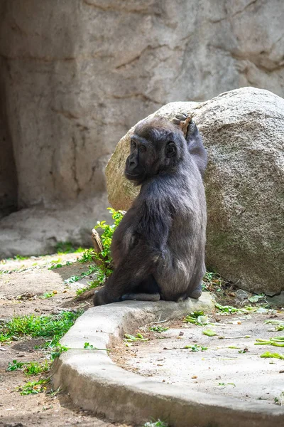 Gorilas de tierras bajas occidentales en el Zoológico de Barcelona —  Fotos de Stock