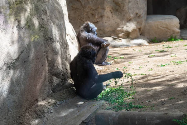 Zachodni goryl nizinny w zoo w Barcelonie — Zdjęcie stockowe