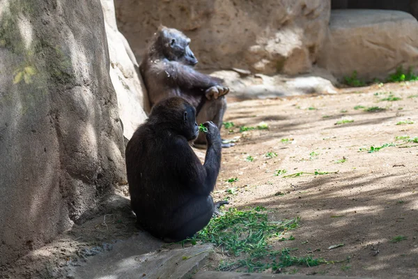 Gorilas de tierras bajas occidentales en el Zoológico de Barcelona —  Fotos de Stock