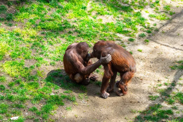 Bornean Orangutan (Pongo pygmaeus) w zoo w Barcelonie — Zdjęcie stockowe